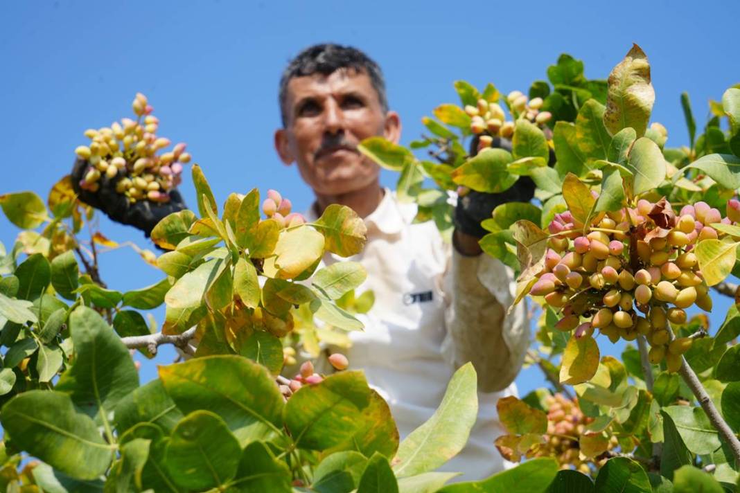 O kentten yeşil altın fışkırıyor: Bu yıl hasat bol! Fiyatına rağmen kapış kapış satılıyor 8